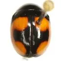 Brachiacantha dentipes - photo 2