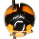 Brachiacantha dentipes - photo 3
