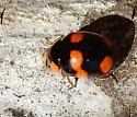 Brachiacantha dentipes - photo 4