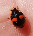 Brachiacantha dentipes - photo 5