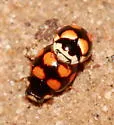 Brachiacantha felina