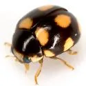 Brachiacantha felina - photo 2