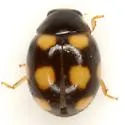 Brachiacantha felina - photo 3