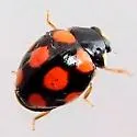 Brachiacantha felina - photo 4