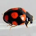 Brachiacantha felina - photo 5