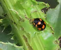 Brachiacantha illustris 0