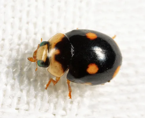 Brachiacantha indubitabilis - Brachiacantha indubitabilis