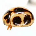 Brachiacantha lepida - photo 2