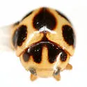 Brachiacantha lepida - photo 3