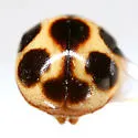 Brachiacantha lepida - photo 4
