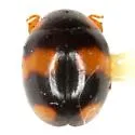 Brachiacantha quadrillum