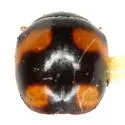 Brachiacantha quadrillum - photo 2