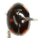 Brachiacantha quadrillum - photo 3