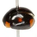 Brachiacantha quadrillum - photo 4
