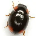Brachiacantha quadrillum - photo 5