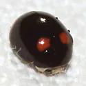 Brachiacantha quadripunctata