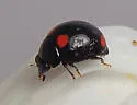 Brachiacantha quadripunctata - photo 3
