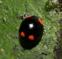 Brachiacantha quadripunctata - photo 4