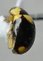 Brachiacantha quadripunctata - photo 5