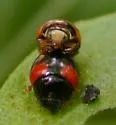 Florida Oak Lady Beetle - photo 2
