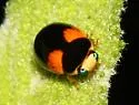 Florida Oak Lady Beetle - photo 3