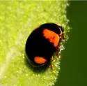 Florida Oak Lady Beetle - photo 4