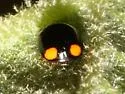 Florida Oak Lady Beetle - photo 5