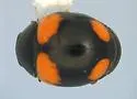 Brachiacantha schwarzi