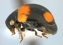 Brachiacantha schwarzi - photo 2