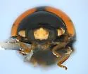 Brachiacantha schwarzi - photo 3