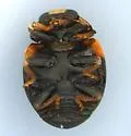 Brachiacantha schwarzi - photo 4