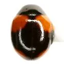 Brachiacantha schwarzi - photo 5