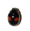 Stephan's Lady Beetle