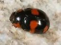 Stephan's Lady Beetle - photo 2