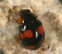 Stephan's Lady Beetle - photo 3