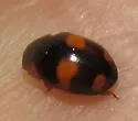 Stephan's Lady Beetle - photo 4