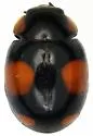 Stephan's Lady Beetle - photo 5