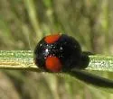 Brachiacantha subfasciata