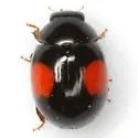 Brachiacantha subfasciata - photo 2