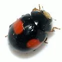 Brachiacantha subfasciata - photo 3