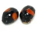 Brachiacantha subfasciata - photo 4