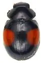 Brachiacantha subfasciata - photo 5
