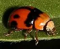 T-marked Lady Beetle