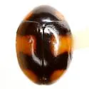 T-marked Lady Beetle - photo 2