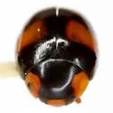 T-marked Lady Beetle - photo 3