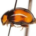 T-marked Lady Beetle - photo 4