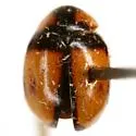 T-marked Lady Beetle - photo 5