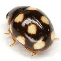 Brachiacantha testudo - photo 2