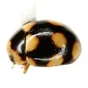 Brachiacantha testudo - photo 3