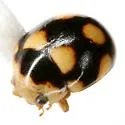 Brachiacantha testudo - photo 4